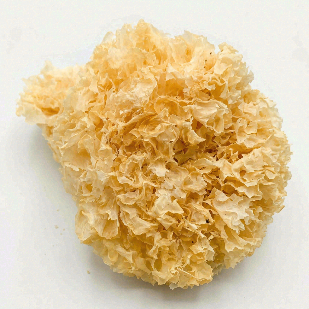 Premium Zhangzhou Snow Fungus