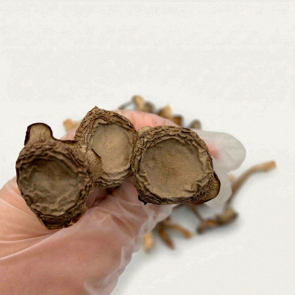 Velvet Antler Mushroom