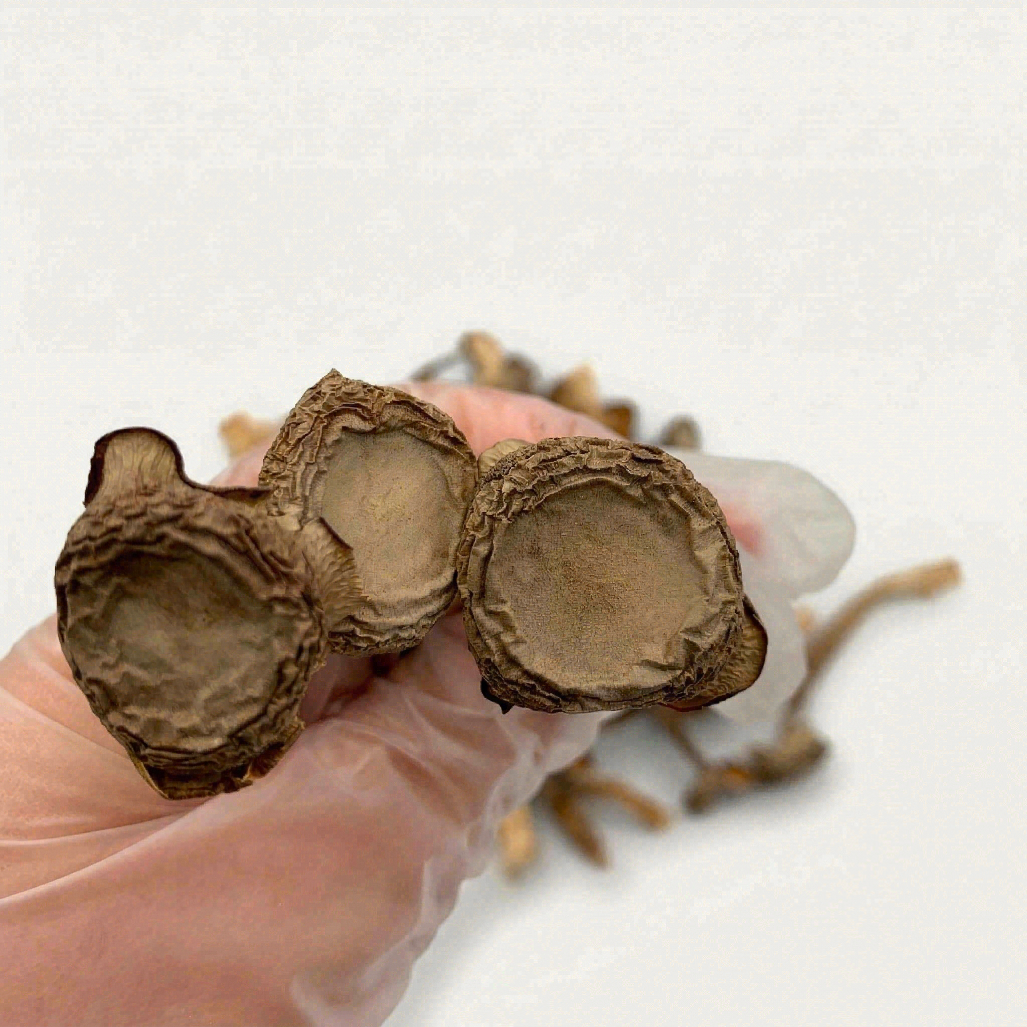 Velvet Antler Mushroom