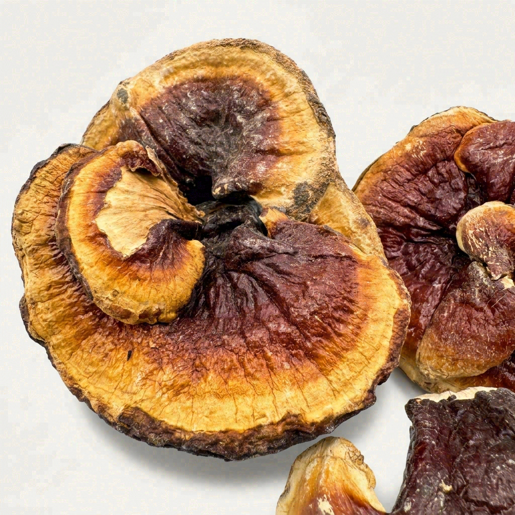 Authentic Japanese Gold-Rimmed Reishi