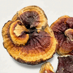 Authentic Japanese Gold-Rimmed Reishi