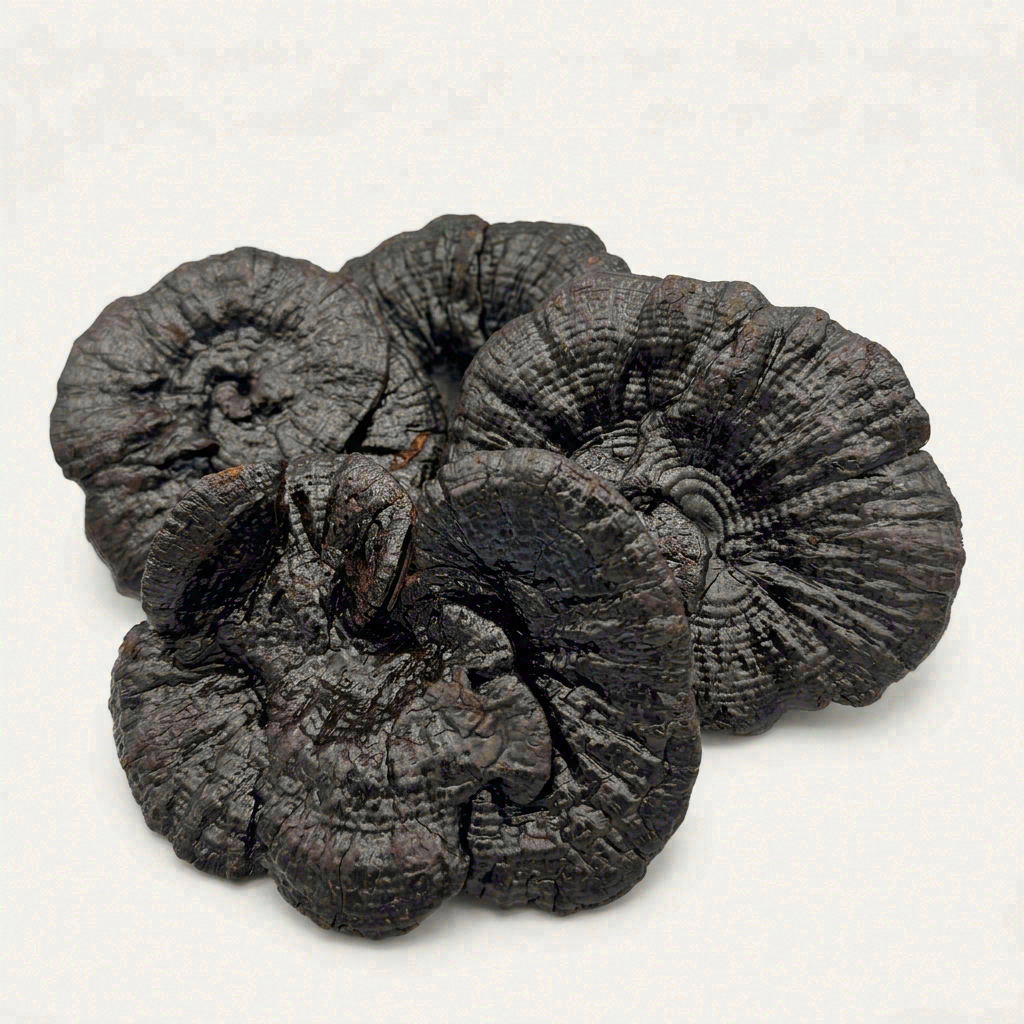 Authentic Whole-Cap Wild Black Reishi