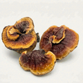 Authentic Japanese Gold-Rimmed Reishi