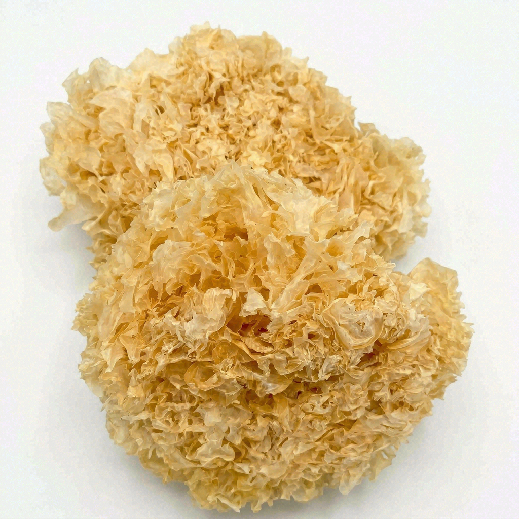 Premium Zhangzhou Snow Fungus