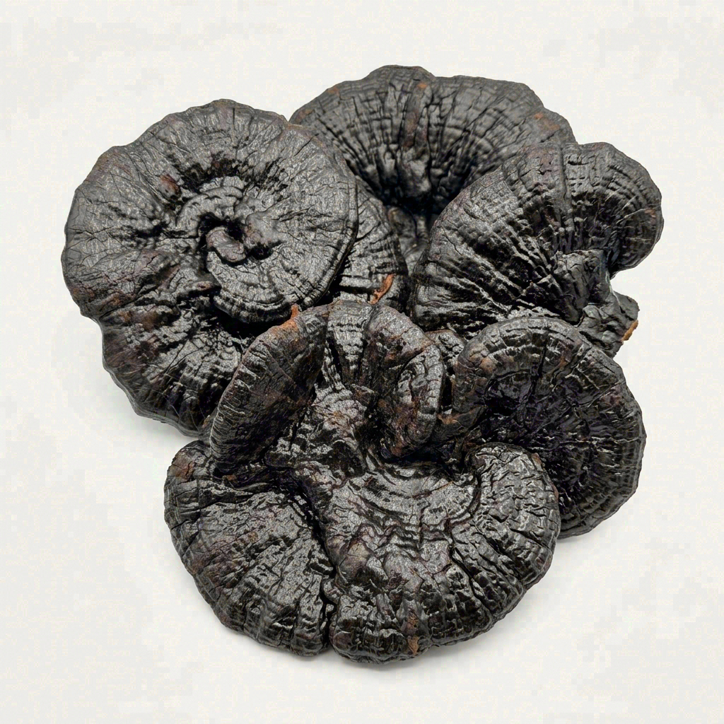 Authentic Whole-Cap Wild Black Reishi