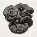 Authentic Whole-Cap Wild Black Reishi