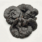 Authentic Whole-Cap Wild Black Reishi