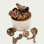 Authentic Sarcodon Mushroom (Tiger's Paw)